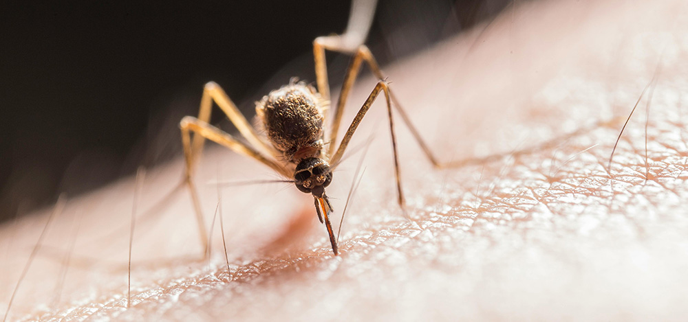 yellow fever mosquito