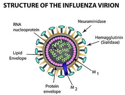structure-influenza-virus flu vaccine structure of the influenza virus
